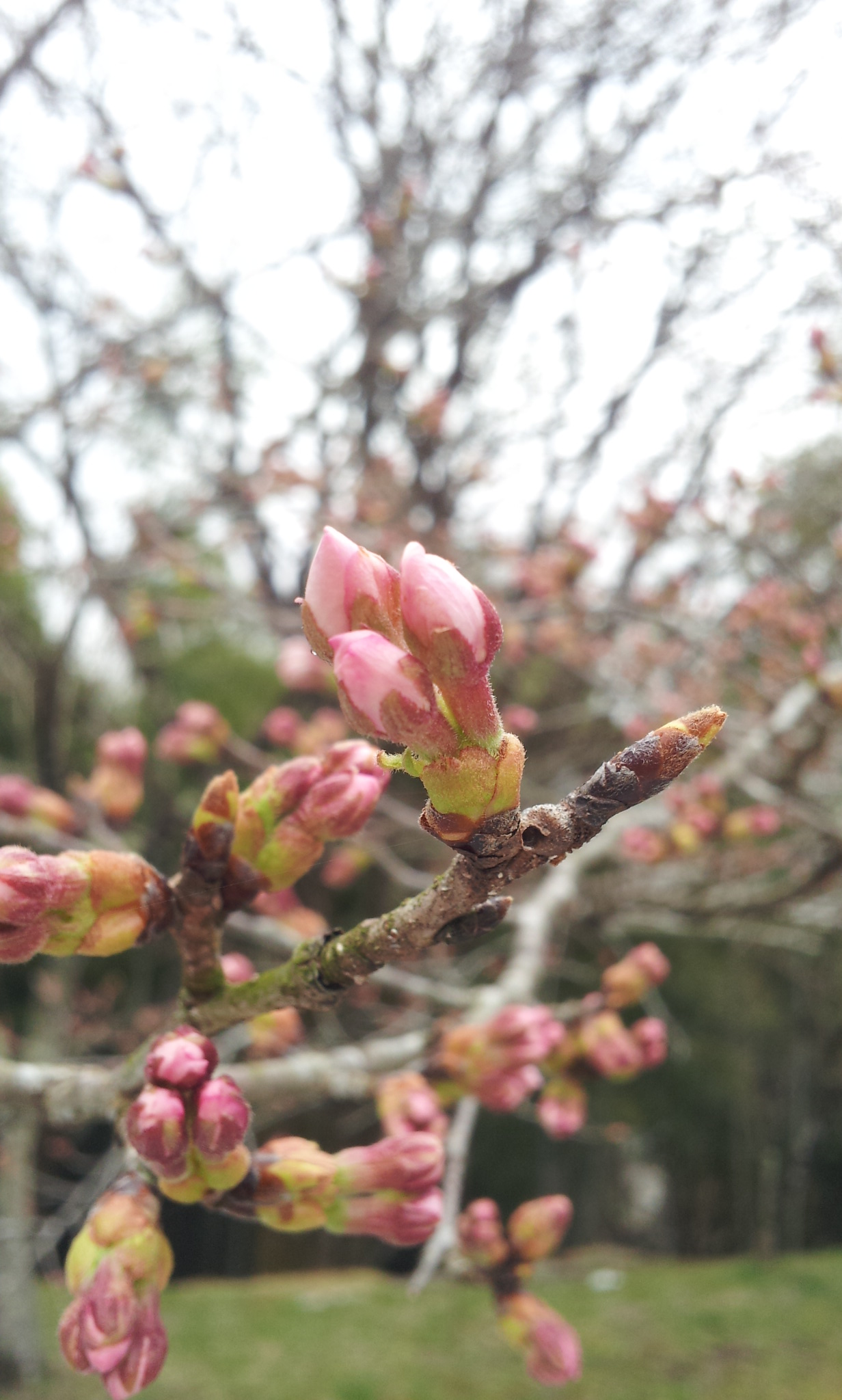 http://www.hakusekikan.co.jp/mt/images/2015-03-29%2010.34.47.jpg