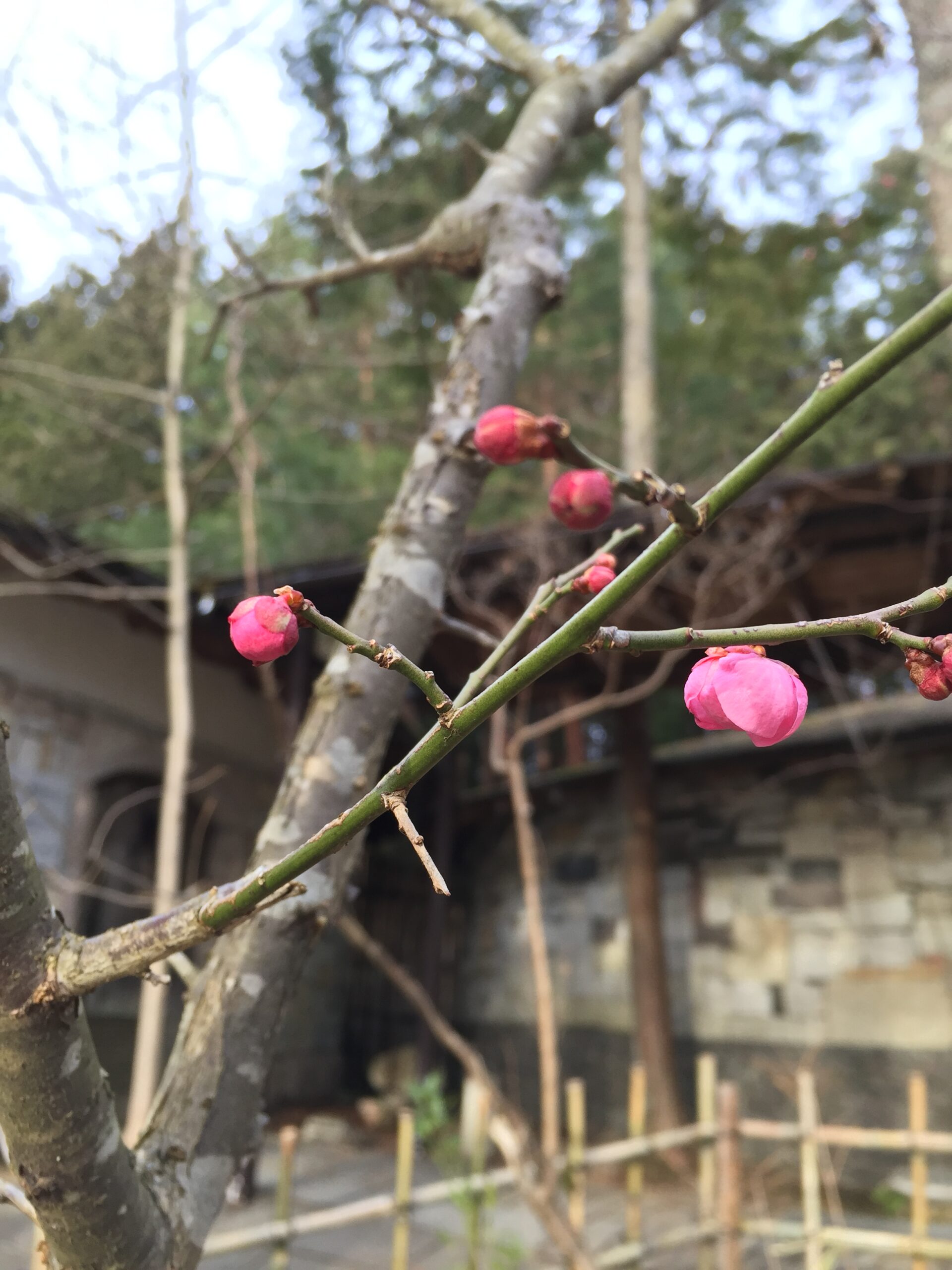 梅が開花しました！