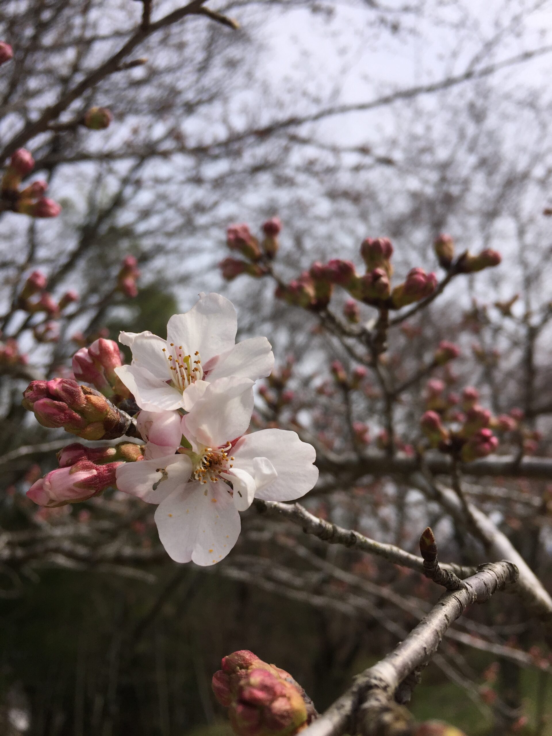 さくら、咲きはじめました(３月３０日)