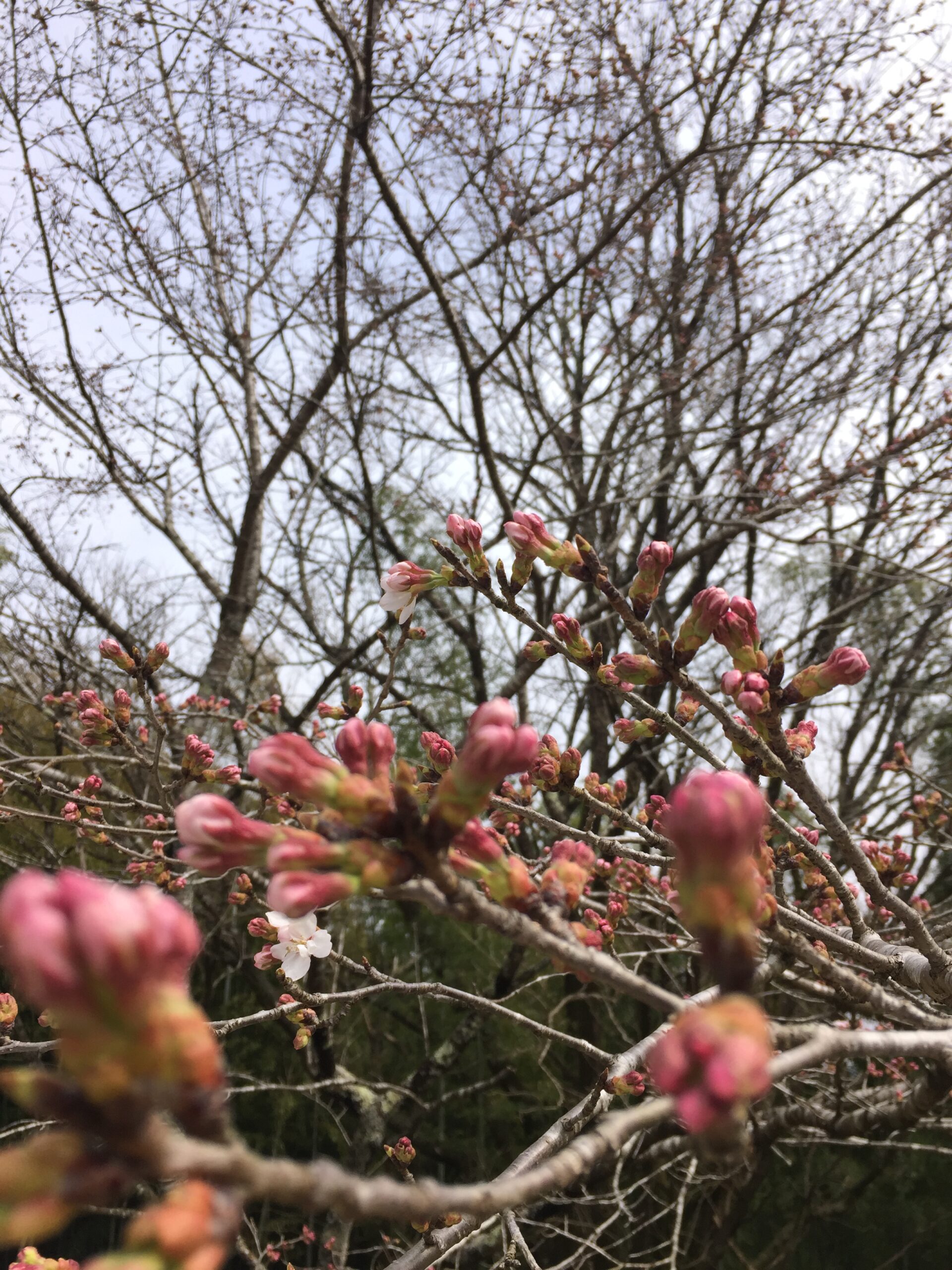 さくらが 咲きはじめました(３月３０日)