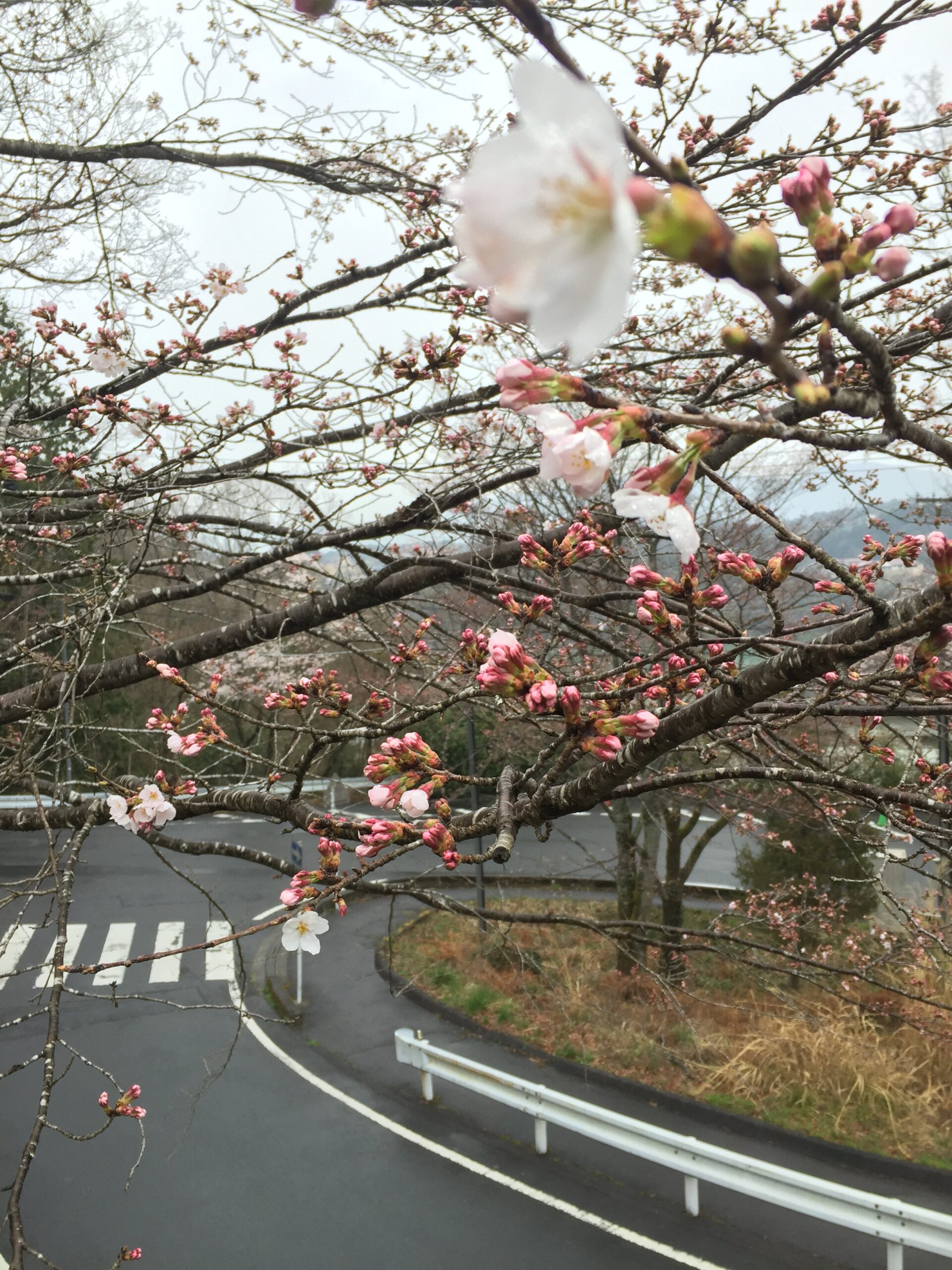 ｢恵那峡｣ の さくら、咲き始めました(４月１日)