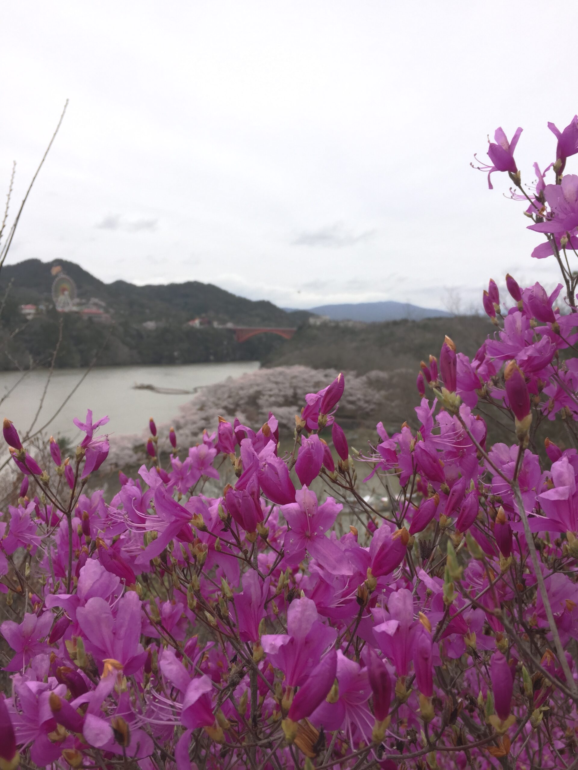 山々にはつつじも咲き始めました(４月８日)