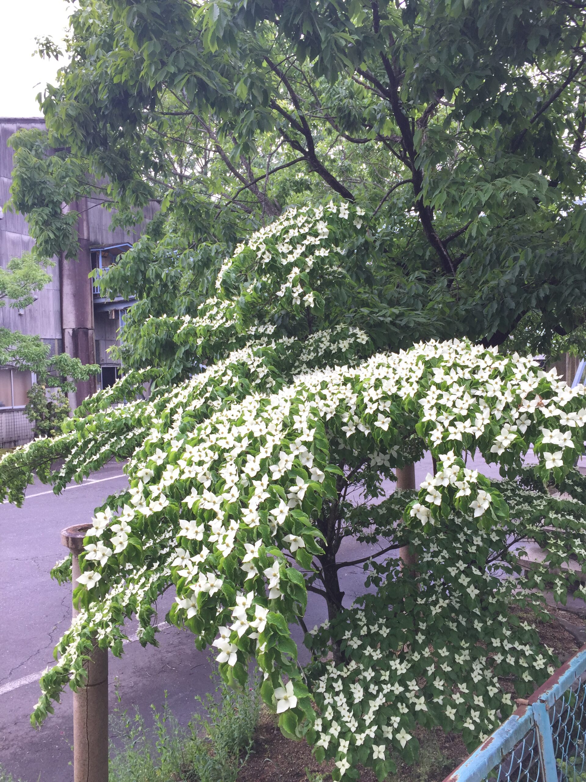 ｢やまほうし｣ 超満開