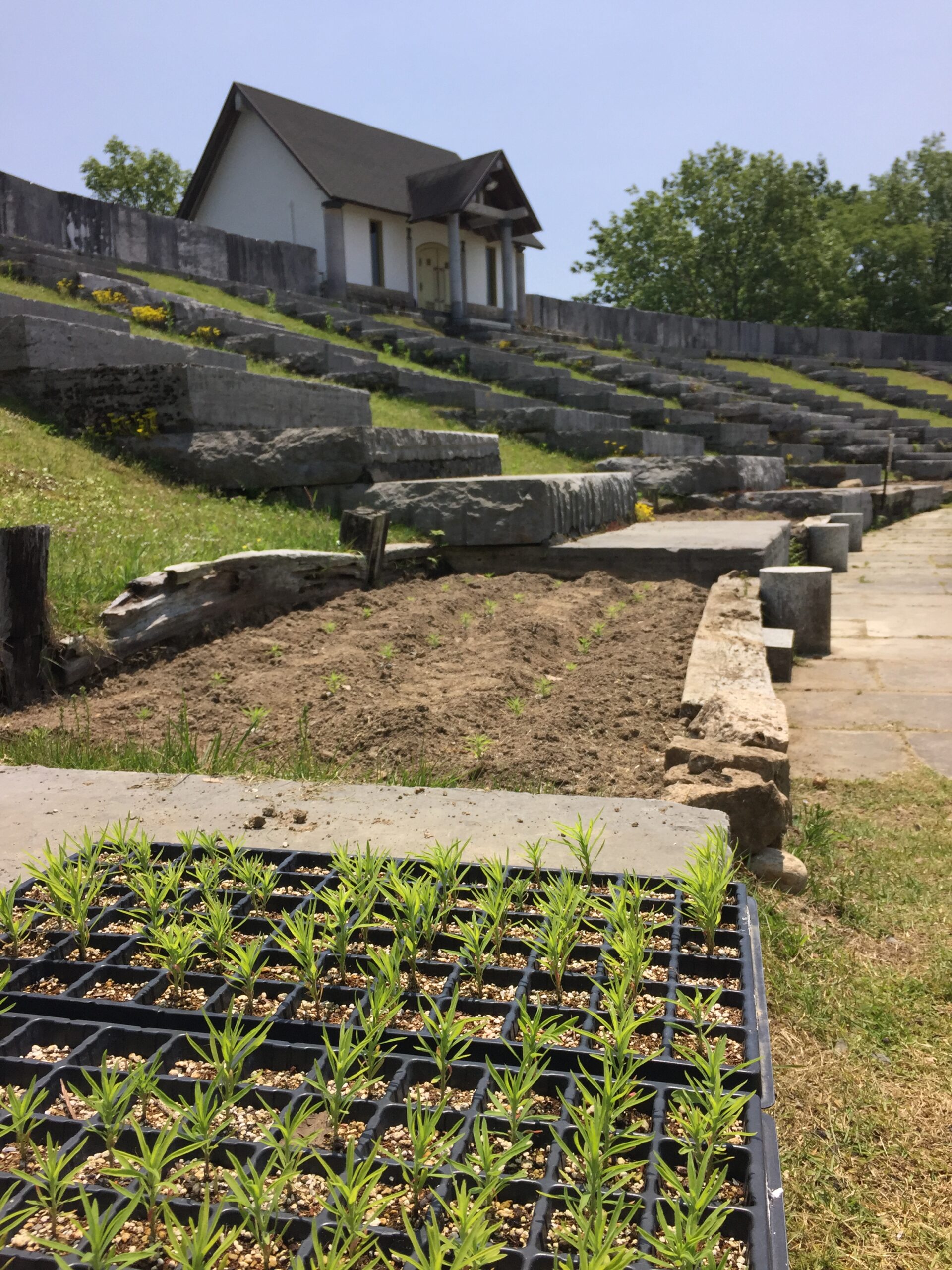 コキアの苗を植えています