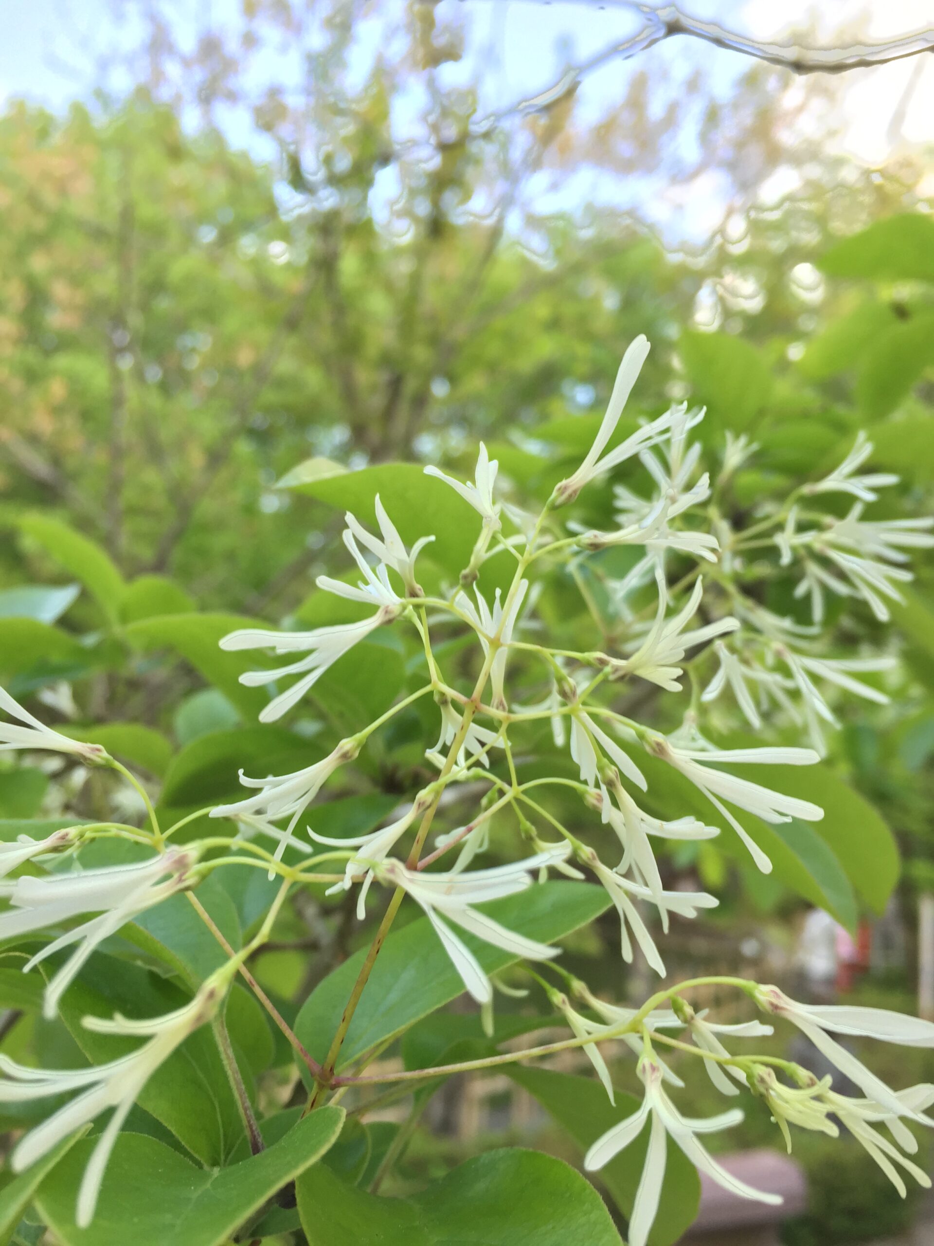 ｢ひとつばたご｣ 咲きはじめました！