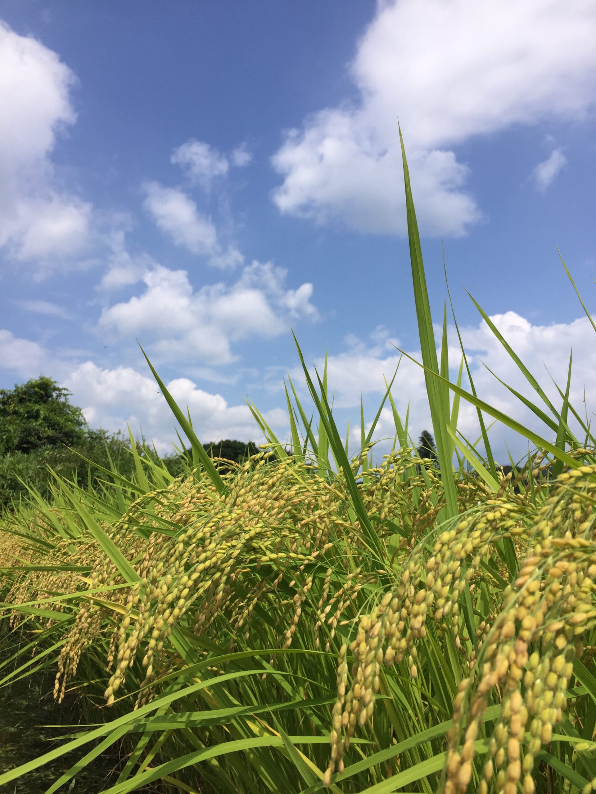 近づく秋、夏休みあと少し