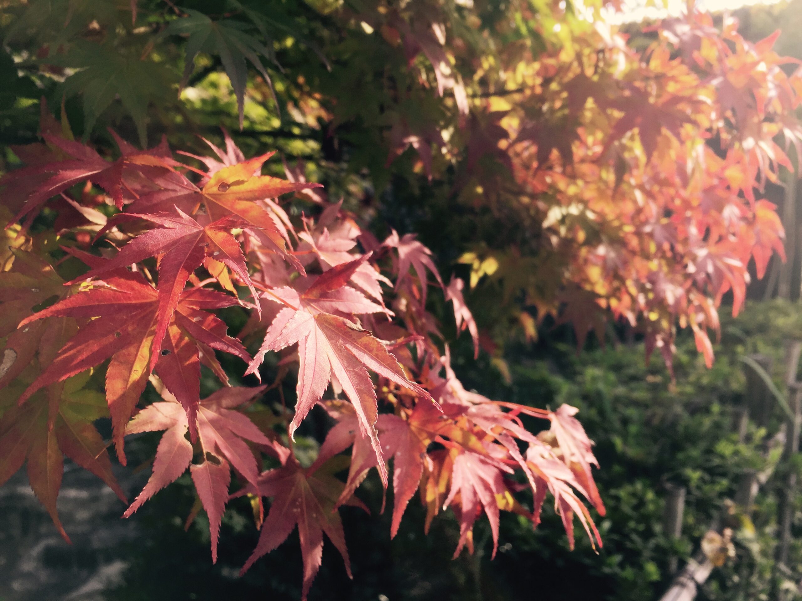 紅葉ときんもくせい(１０月２２日)