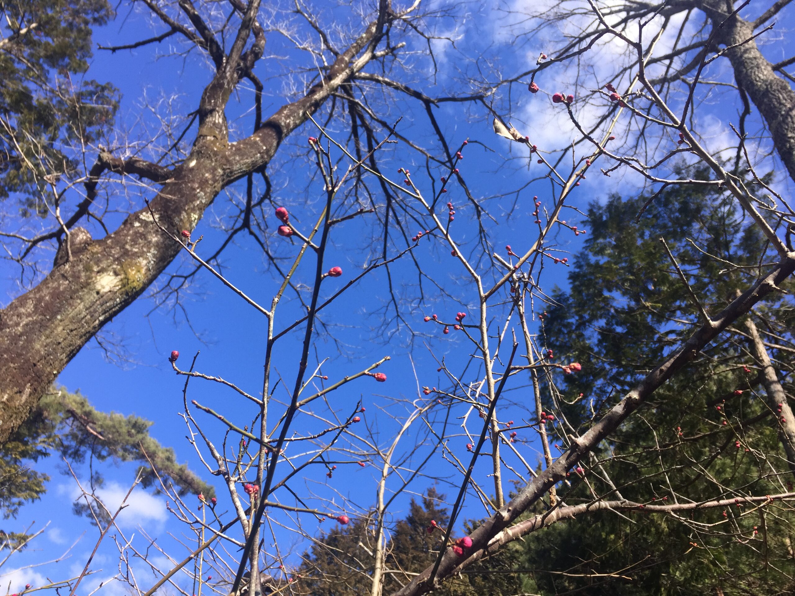 (２月２５日) 梅もふくらむ