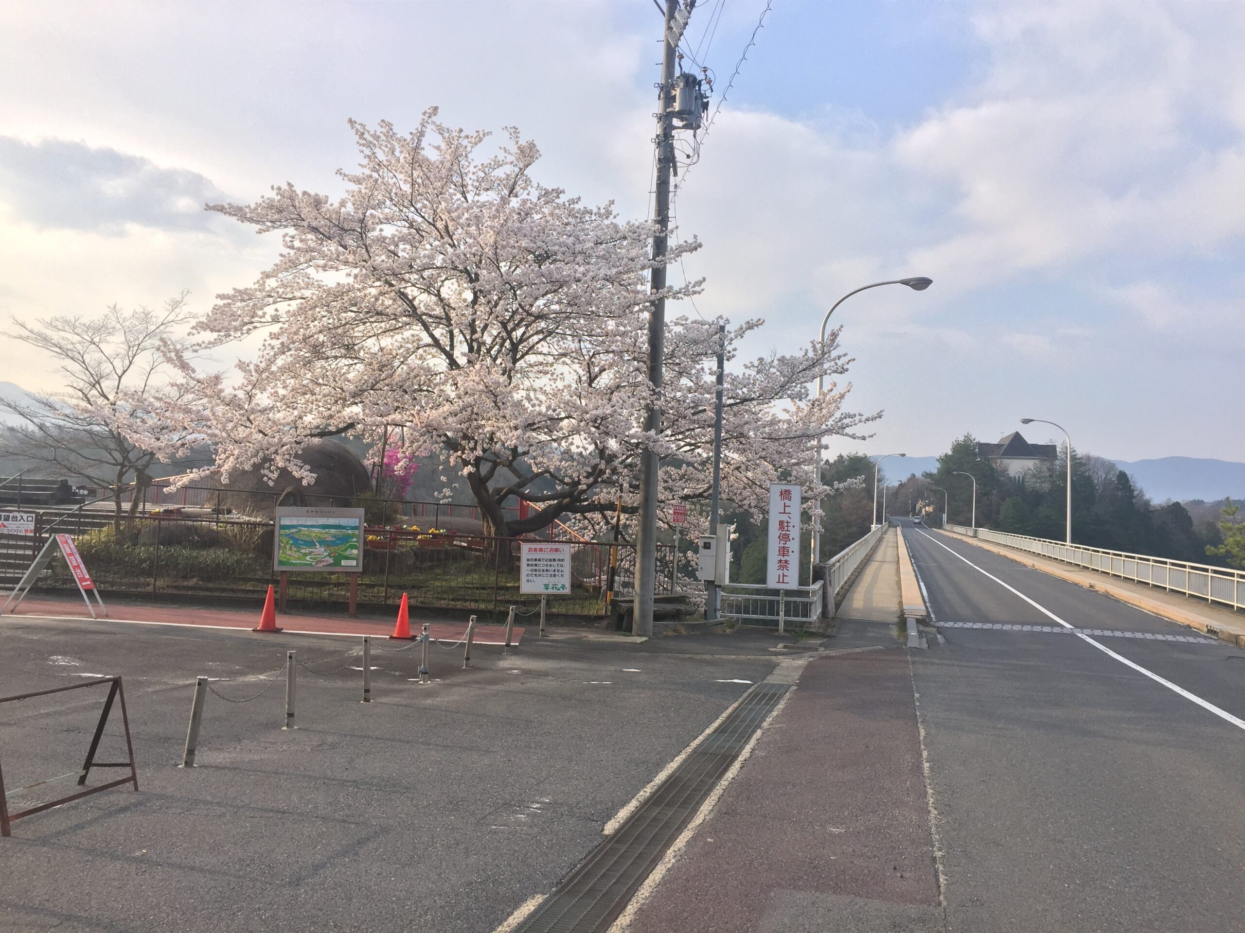 恵那峡のさくら満開 (４月１５日)