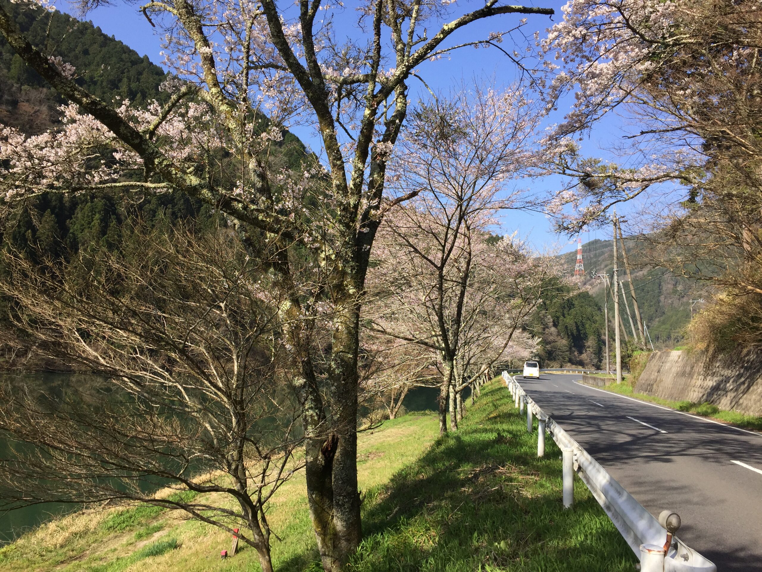 博石館周辺はさくら満開 (恵那市笠置峡)　　