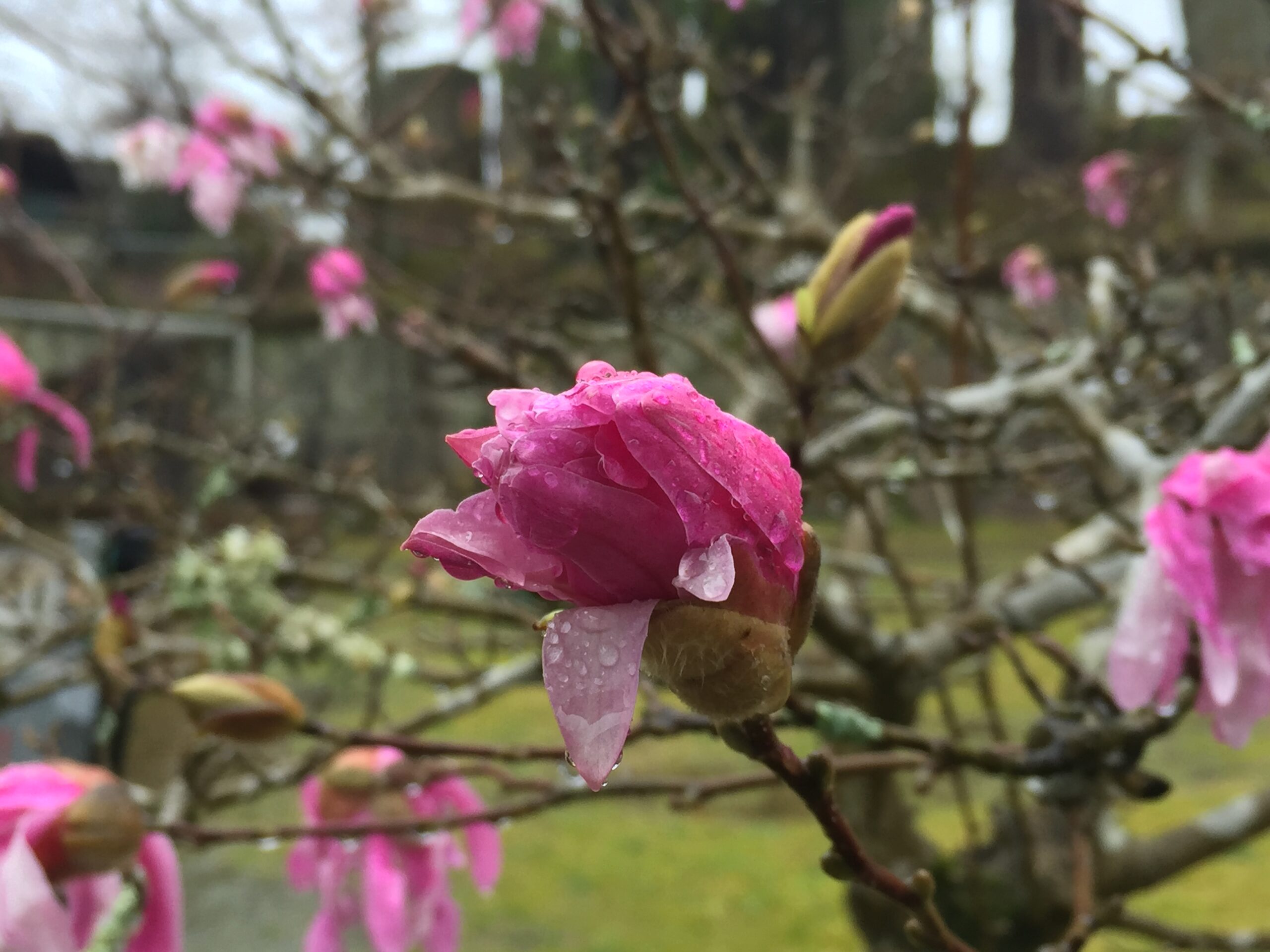 (4月９日) 午後から晴れ予報