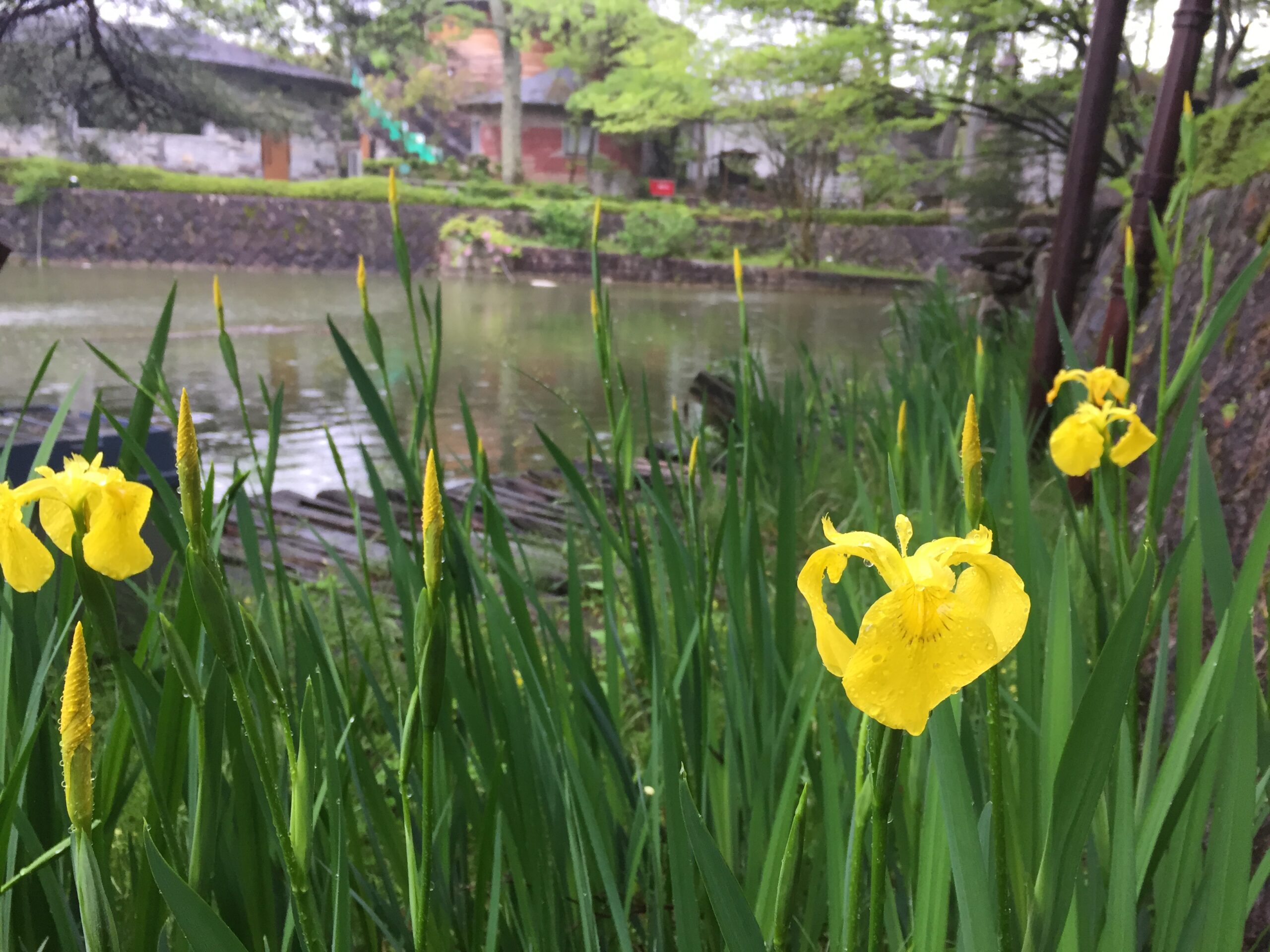 (宝石さがし体験) 雨天も開催します